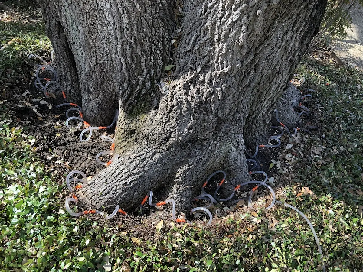 Detailed Tree Cabling and Bracing job site in Tenakee Springs