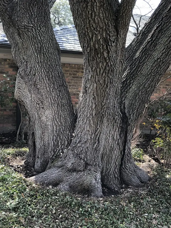 Mature heritage tree close to a Tenakee Springs property cared for by certified arborists
